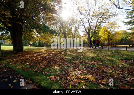 Die Sonne wirft Schatten durch die Bäume auf Herbstlaub in Glasgow Botanic Gardens
