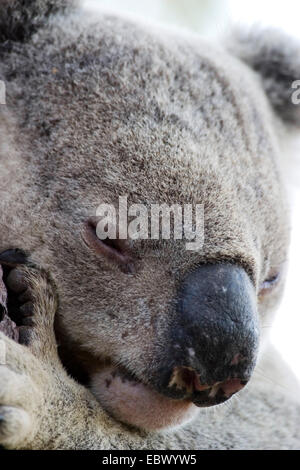 Koala, Koalabär, (Phascolarctos Cinereus), Porträt, schlafen, Australien, Queensland, Magnetic Island Stockfoto