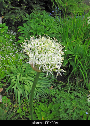 Lauch (Allium "Mount Everest", Allium Mount Everest), Sorte Mount Everest, blühen Stockfoto