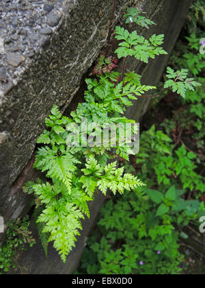 Schwarzen Spleenwort (Asplenium Venushaarfarns Nigrum), in Wand Felsspalten, Deutschland, Nordrhein-Westfalen Stockfoto