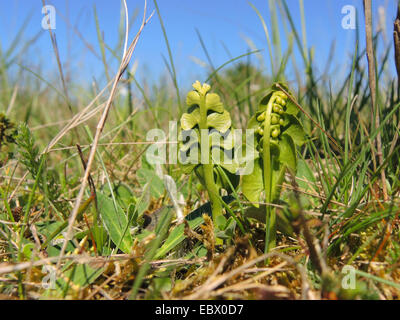 Mondrauten Traube-Farn (Botrychium Lunaria), jung, die Entwicklung von Pflanzen, Deutschland, Nordrhein-Westfalen Stockfoto