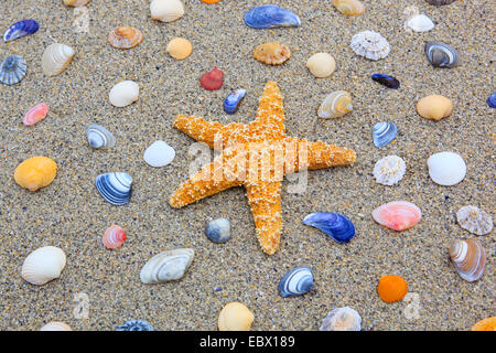 SeaStar und bunten Konchen in Sand, Großbritannien, Schottland Stockfoto