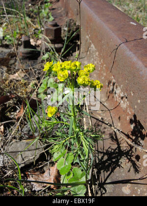 Zypressen-Wolfsmilch (Euphorbia Cyparissias) blühen neben einem Railtrack, Deutschland, Nordrhein-Westfalen Stockfoto