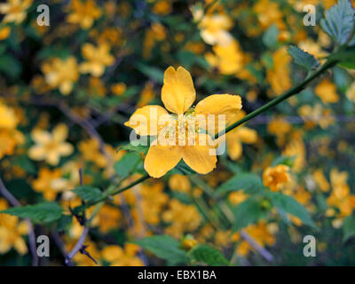 Japanische Rose, des Juden Malve, Juden Malve (Kerria Japonica), mit Simpe Blumen Stockfoto