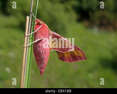 kleiner Elefant Hawkmoth (Deilephila Porcellus), sitzen bei einem Glas Klinge, Deutschland, Baden-Württemberg Stockfoto