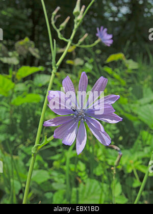 Blaue Salat, groß blau Salat, mehrjährige Salat (Lactuca Perennis), Blütenstand, Schweiz Stockfoto