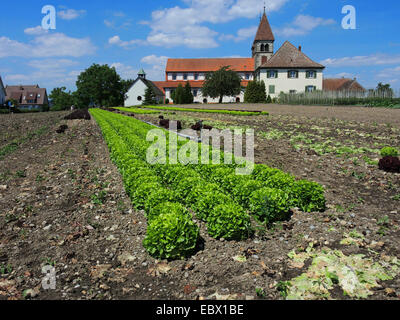 Garten Salat (Lactuca Sativa), Salatfeld, Deutschland, Baden-Württemberg, Reichenau Stockfoto