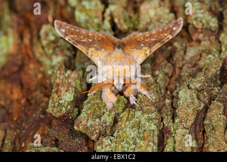 Hummer-Motte (Stauropus Fagi), an einen Baumstamm, Deutschland Stockfoto