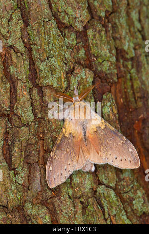 Hummer-Motte (Stauropus Fagi), an einen Baumstamm, Deutschland Stockfoto