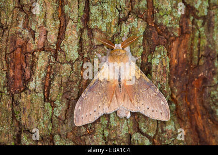 Hummer-Motte (Stauropus Fagi), an einen Baumstamm, Deutschland Stockfoto