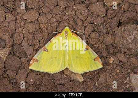 Schwefel-Motte (Opisthograptis Luteolata), auf dem Boden, Deutschland Stockfoto