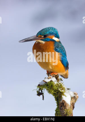 Fluss-Eisvogel (Alcedo Atthis), sitzt auf einem Stapel im Winter, Deutschland, Nordrhein-Westfalen Stockfoto