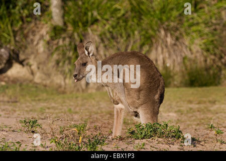 östliche graue Känguru (Macropus Giganteus), stossen Zunge heraus, Australien, New South Wales Murramarang National Park Stockfoto