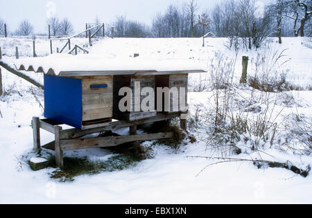 Honigbiene, Bienenkorb Biene (Apis Mellifera Mellifera), Imkereien im Winter mit Schnee, Deutschland Stockfoto