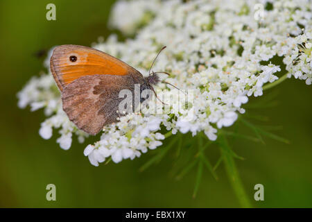 kleine Heide (Coenonympha Pamphilus), besuchen die Blüten Daucus Carota, Deutschland Stockfoto