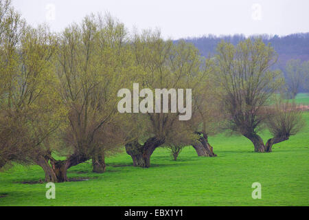 Weide, Korbweide (Salix spec.), Reihe von Kopfweiden auf einer Wiese, Deutschland Stockfoto