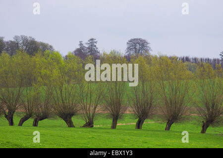 Weide, Korbweide (Salix spec.), Reihe von Kopfweiden auf einer Wiese, Deutschland Stockfoto