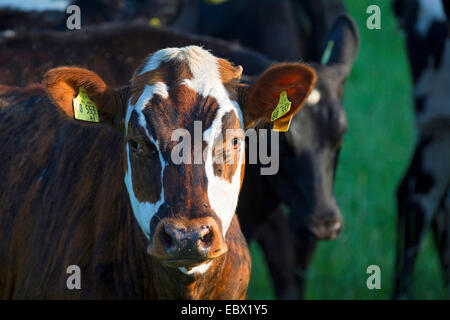 Hausrind (Bos Primigenius F. Taurus), Porträt von einem Melker auf einer Weide, Deutschland, Schleswig-Holstein Stockfoto