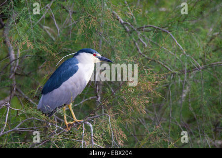 Schwarz-gekrönter Nachtreiher (Nycticorax Nycticorax), auf einem Ast Stockfoto