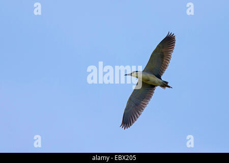 Schwarz-gekrönter Nachtreiher (Nycticorax Nycticorax) im Flug Stockfoto