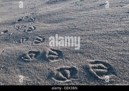 Fussspuren einer Möwe in den Sand, Deutschland, Schleswig-Holstein, Helgoland Stockfoto