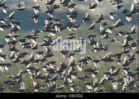 gemeinsamen Star (Sturnus Vulgaris), Schwarm Stare fliegen vor Feld Landschaft, Dänemark, Westjuetland Stockfoto