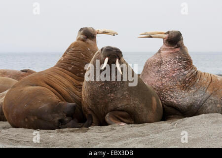 Walross (Odobenus Rosmarus), liegen auf der Sandbank bedrohlich, Norwegen, Spitzbergen, Forlandsundet Poolepynten Stockfoto