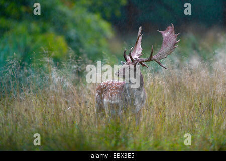 Damhirsch (Dama Dama, Cervus Dama), Hirsch, hohen Gras bei strömendem Regen, Dänemark Stockfoto