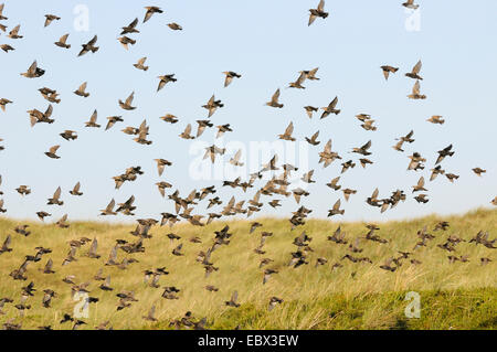 gemeinsamen Star (Sturnus Vulgaris), Schwarm Stare fliegen über eine Wiese, Dänemark, Westjuetland Stockfoto