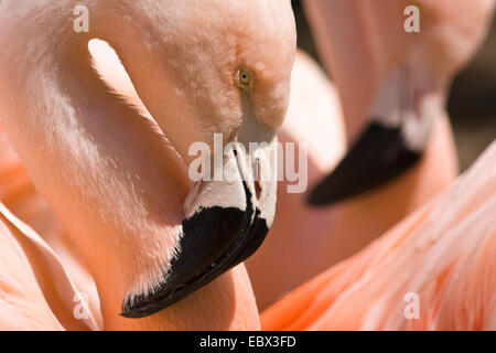 Chilenische Flamingo (Phoenicopterus Chilensis), Porträt von einem Vogel innerhalb einer Gruppe Stockfoto