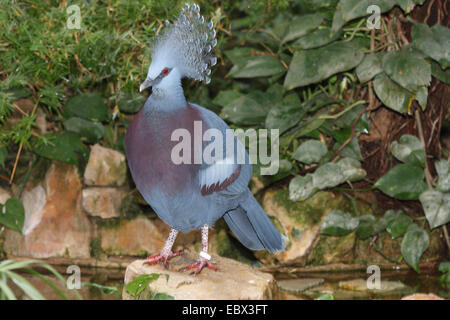 Gekrönte Taube (Columba Coronata), auf einem Felsen sitzen Stockfoto
