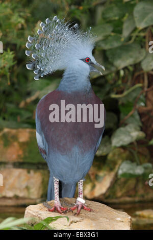 Gekrönte Taube (Columba Coronata), auf einem Felsen sitzen Stockfoto