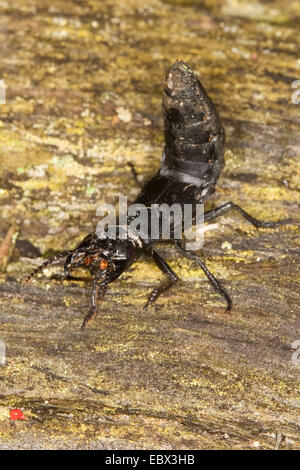 des Teufels Trainer-Pferd (Ocypus Olens, Staphylinus Olens), einzelnen, Deutschland Stockfoto