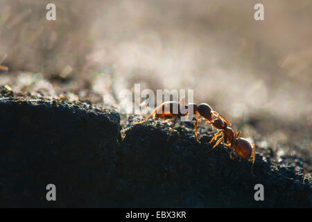 Schwarze Ameise, gemeinsame Schwarze Ameise, Garten Ameisen (Lasius Niger), zwei Personen-gegenüber berühren sich, Deutschland, Nordrhein-Westfalen Stockfoto