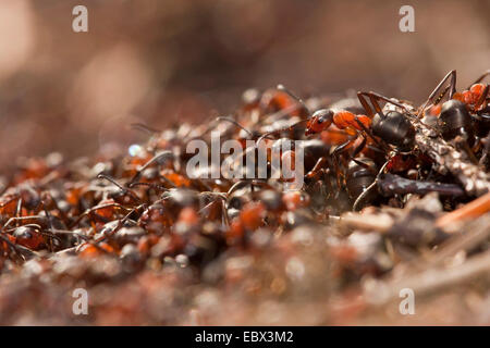 Waldameise (Formica Rufa), auf einem Ameisenhaufen, Deutschland, Nordrhein-Westfalen Stockfoto