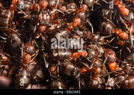 Waldameise (Formica Rufa), auf einem Ameisenhaufen, Deutschland, Nordrhein-Westfalen Stockfoto