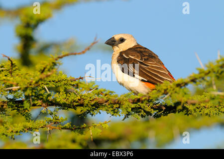 rot-billed Büffel Weber (Bubalornis Niger), sitzt auf einem Ast von einer Akazie, Kenya, Samburu National Reserve Stockfoto