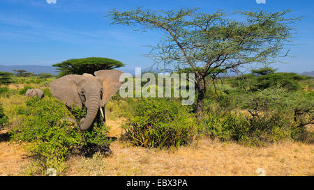 Afrikanischer Elefant (Loxodonta Africana), männliche in seinem Lebensraum, Kenya, Samburu National Reserve Stockfoto