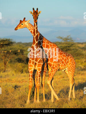 retikuliert Giraffe (Giraffa Plancius Reticulata), zwei junge Männer, die raufenden im Abendlicht, Kenya, Samburu National Reserve Stockfoto