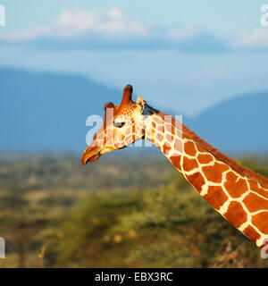retikuliert Giraffe (Giraffa Plancius Reticulata), Porträt im Abendlicht, Kenya, Samburu National Reserve Stockfoto