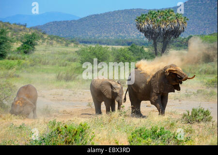 Afrikanischer Elefant (Loxodonta Africana), Staub Elefanten Baden in die Landschaft des nördlichen Kenia, Kenya, Samburu National Reserve Stockfoto