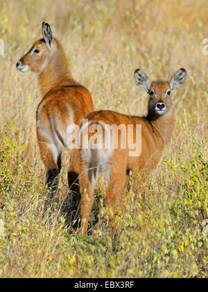 Gemeinsamen Wasserbock (Kobus Ellipsiprymnus Ellipsiprymnus), zwei Sicherung Jugendliche im Morgenlicht, Kenya, Samburu National Reserve Stockfoto