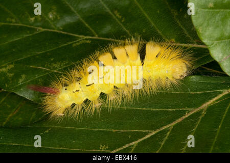 Blasse Grasbüschel, Red-Tail Motte (Dasychira Pudibunda, Olena Pudibunda, Calliteara Pudibunda Elkneria Pudibunda), Raupe, die Fütterung auf Buche Blatt, Deutschland Stockfoto