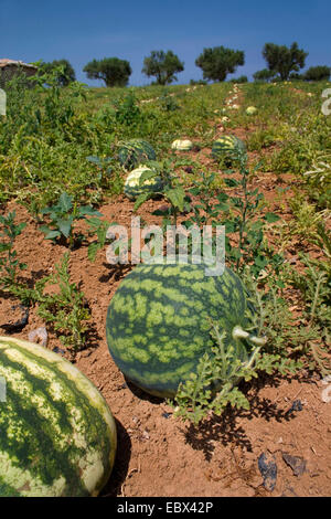 Wassermelone (Citrullus Lanatus), Melonfield, Griechenland, Peloponnes Stockfoto