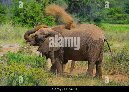 Afrikanischer Elefant (Loxodonta Africana), Staub Bad nach einem Schlammbad, Kenya, Samburu National Reserve Stockfoto