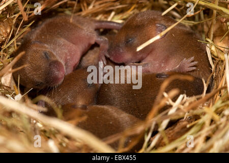 Alten Welt Zwergmaus (Micromys Minutus), nest mit Welpen, Deutschland Stockfoto