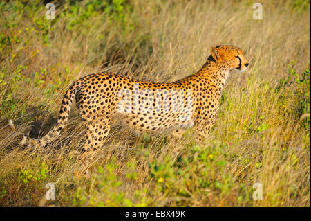 Gepard (Acinonyx Jubatus), in seinem Lebensraum im Morgenlicht, Kenya, Samburu National Reserve Stockfoto