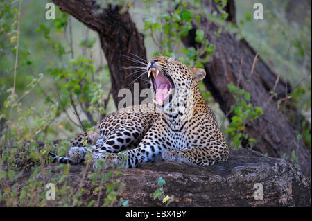 Leopard (Panthera Pardus), Gähnen männliche auf einem Felsen, Kenya, Samburu National Reserve Stockfoto