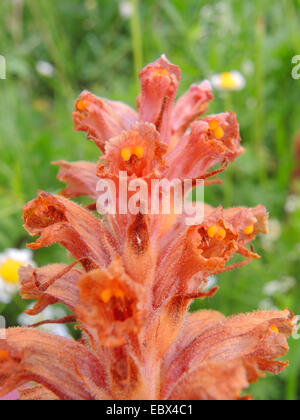 Flockenblume Roman (Orobanche Elatior), Blumen, Deutschland, Baden-Württemberg Stockfoto