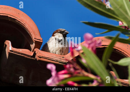 Haussperling (Passer Domesticus), männliche auf Dach, Griechenland Stockfoto